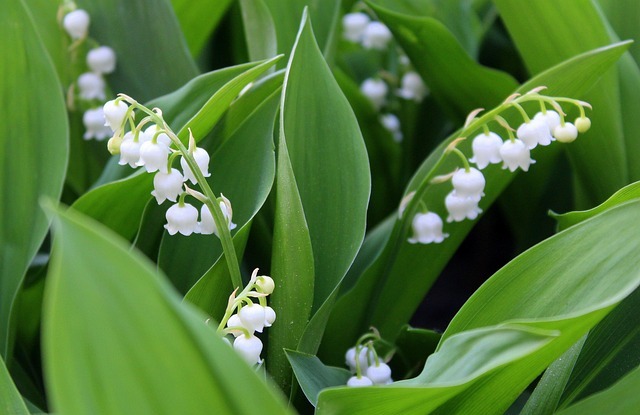 muguet 2